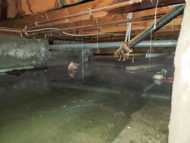 Best Water damage restoration experts  in Allegan, MI