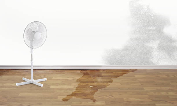 Best Mold removal after water damage  in Allegan, MI