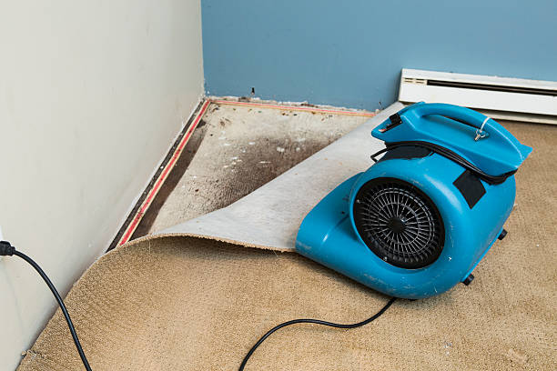 Best Water damage contractors near me  in Allegan, MI